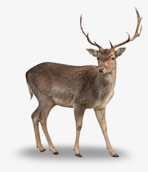 Tierisch Unterwegs People Png, Cut Out People, Deer - Deer Png #2211629