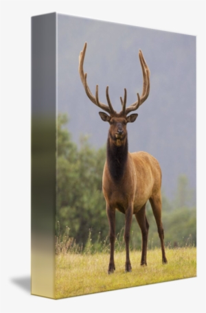 Clip Freeuse Library Roosevelt With In Velvet Stands #2211713