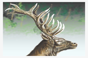 Elk Graphics Painting Forest Background - Elk #2211737