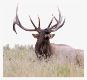 New-elk - Elk #2211760