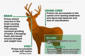 Cwd In Elk Spreading Slowly, Now In Hunt Area 66 Near - Buckrail #2211880