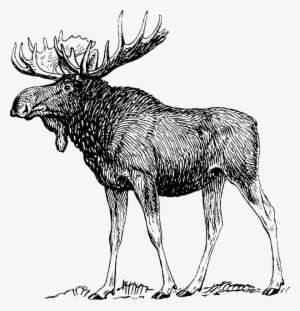 Moose, Elk, Reindeer, Antlers, Animal, Biology, Mammal - Moose Drawing #2211976