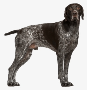 Appearance Of German Shorthaired Pointer #2212499