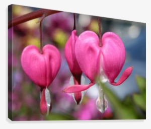Bleeding Heart Flower Photograph Canvas Print - Canvas Print #2212916