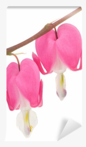Pink Bleeding Heart Flowers On White Wall Mural • Pixers® - Bleeding Heart Flower White Background #2213005