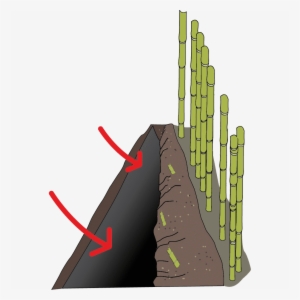 Place The Barrier Into The Dug Trench With 2” Exposed - Acanthocereus Tetragonus #2213262