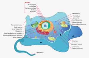 Animal Cell Structure En-svg - Membrane Bound #2214110