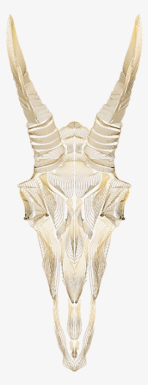 Click And Drag To Re-position The Image, If Desired - Bone #2214566