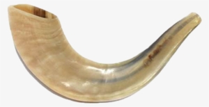 Shofar Horn #2215327