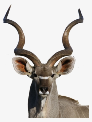Cx - Kudu Painting #2216188