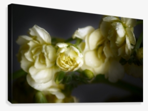 Fps-0016 Canvas Print - Garden Roses #2217200