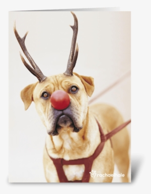 A Red Nose Will Get You Everywhere Greeting Card - Reindeer #2217218