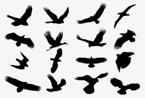 Bird Silhouette - Bird Cdr #2219842