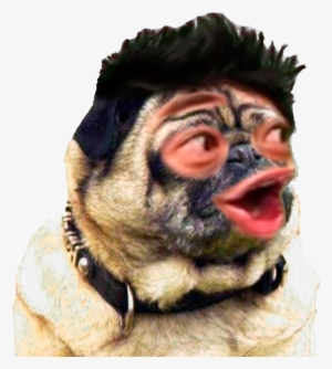 #bestnoviaeva Hashtag On Twitter - Arabian Camel #2222659 #bestnoviaeva Hashtag On Twitter - Arabian Camel #2222659