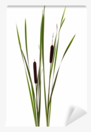 Cattail #2223035