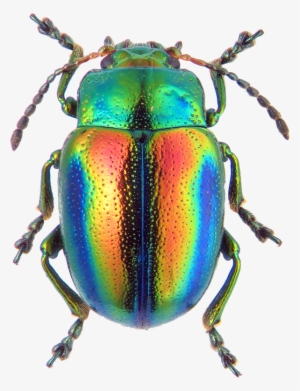 Chrysolina Fastuosa #2223256