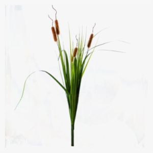 70 Cm - Hierochloe #2223407