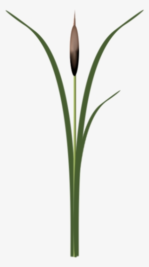 Rose Des Sables Png - Monocotyledon #2223453