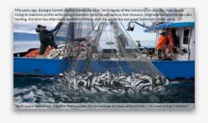 Picture - Commercial Ocean Fishing #2224737