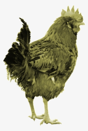 Our Planet Is In Trouble - Ser Una Gallina #2225206