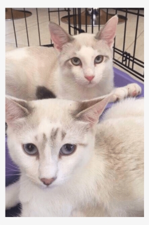 Photo Of Ak2277 & Ak2278 Dash & Knuckles - Domestic Short-haired Cat #2226784