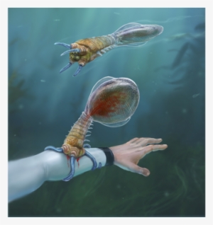 "a Combination Between A Leech And A Tick - Subnautica Fish #2227004