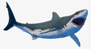 File - Shark1 - Requiem Shark #2228861
