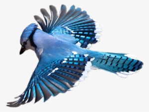 Birdwatching Blue Jay Flight - Blue Jay Png #2236526