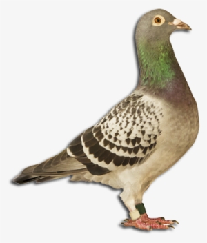 Homing And Racing Pigeons From Stock Top - Bird Full Body #2240477