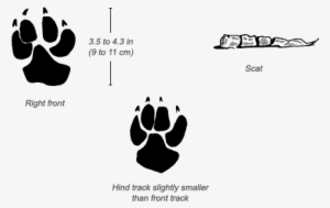 Spotted Hyena Tracks - Spotted Hyena Paw Print #2242081