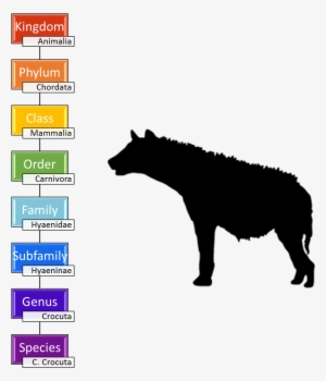 Taxonomy Of The Spotted Hyena - Uber Decals Vinyl Wall Decal Sticker Hyena 701 45x57 #2242146