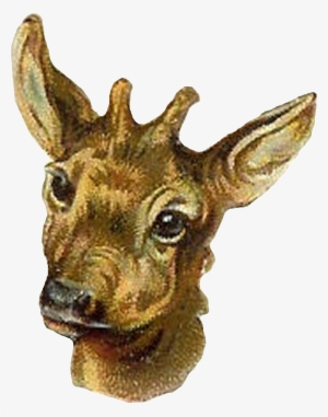 Antelope Digital Clip Art - Roe Deer #2242162