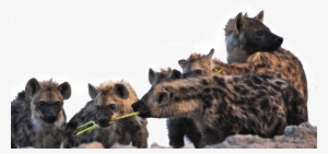 Hyena-4 - - Hyena #2242258