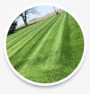 Lawn Mowing - Lawn #2242822