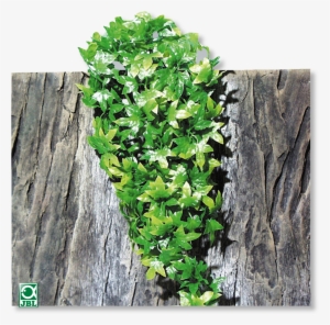 Source - Www - Jbl - De - Report - Hanging Plants Png - Jbl Terraplanta Congo Ivy Medium Artifical Plant #2242989