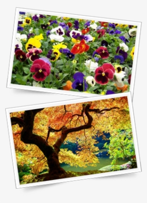 Autumn Hanging Baskets - Japanese Maple #2243017