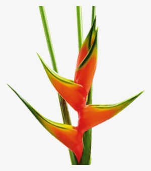 Heliconia - Transparent Lobster Claw Plant #2243161