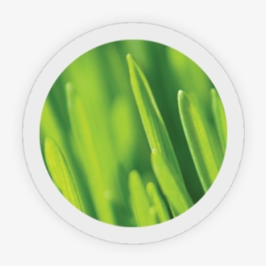 Lawn Care Program - Close-up #2243279