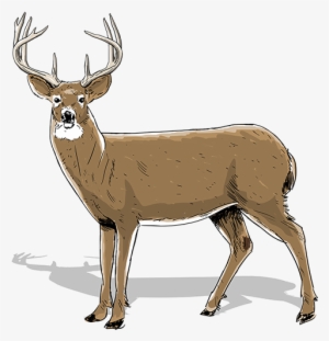 One And A Half Year Old Buck - White Tailed Deer Shifting Muscles #2244077