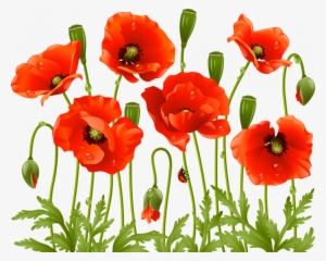 Poppy #2244298 Poppy #2244298