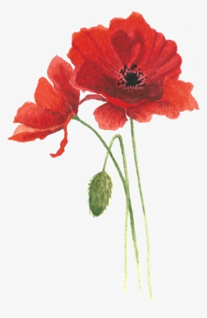 Poppy - - Oriental Poppy #2244432