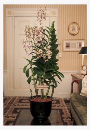 Singapore To Name Orchid Hybrid After Obamas - Dendrobium Barack And Michelle Obama #2246531