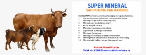 Harga Kambing Qurban 2018 #2247880