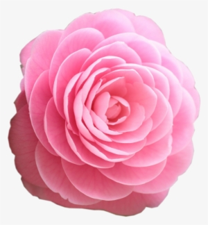 Beautiful Clipart Rosa - Pink Rose Clipart Png #2254315