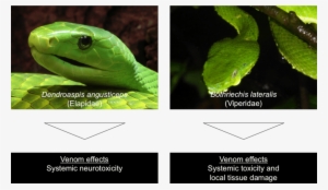 Examples Of Species From The Two Most Important Venomous - Eastern Green Mamba #2255692