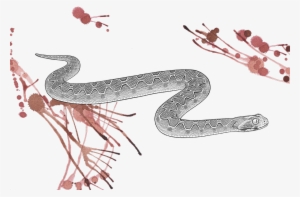 Venomous Pharmaceuticals Echis Carinatus © Phoebebell - Echis Carinatus #2255842