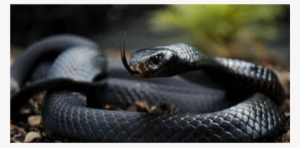 Black Mamba Is The World's Fastest, Teetotal And Deadly - Black And Red Snake Photography #2256196