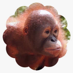 Bayat - Orangutan Foundation International #2256732
