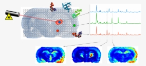 For The Identification Of Proteins, Metabolites, Lipids - Maldi Imaging #2257230