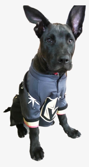 Vegasgoldenknightspup - Las Vegas #2259272